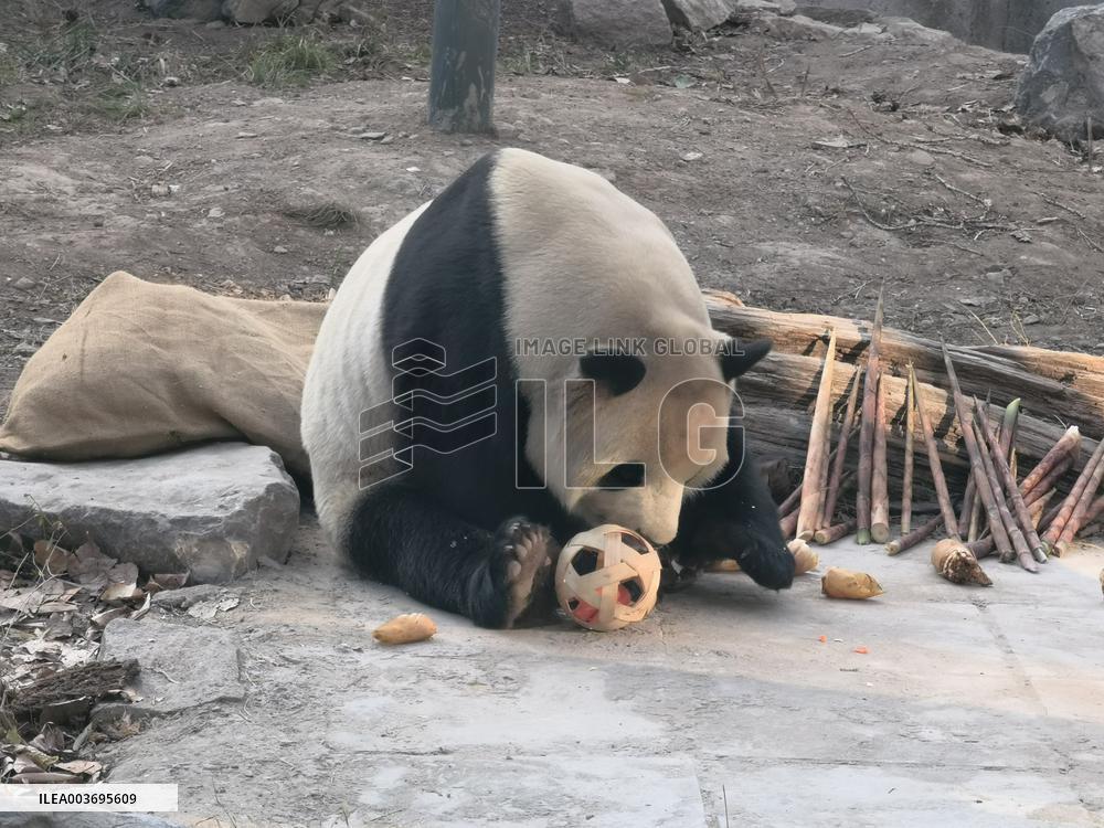 Giant Panda Panda Hi