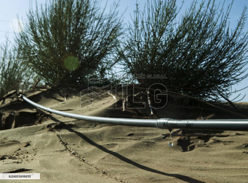 China Fortifies Green Great Wall To Contain Desert