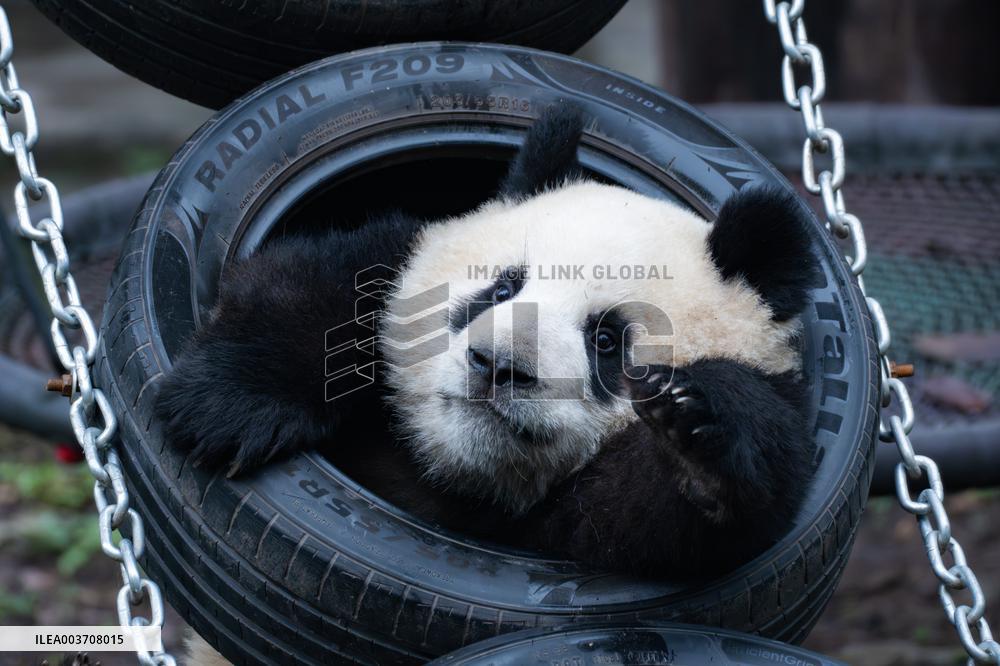 Giant Panda
