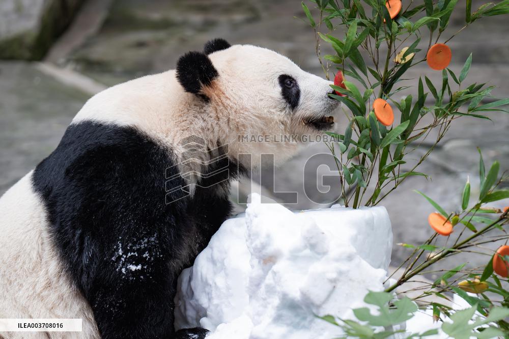 Giant Panda