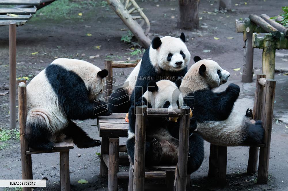 Giant Panda