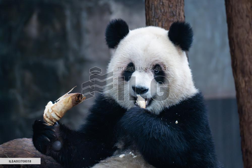 Giant Panda