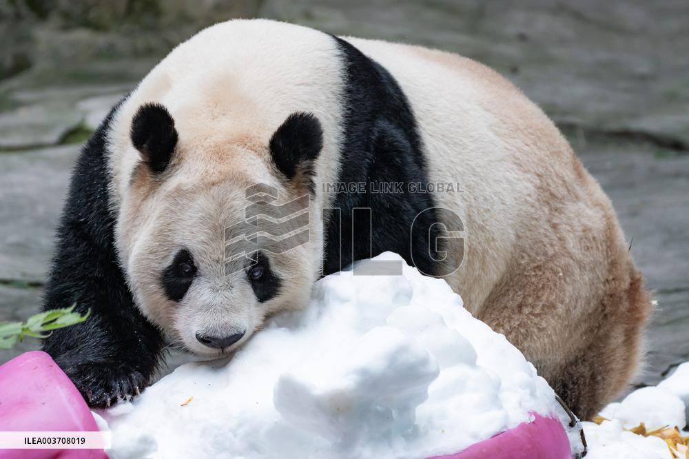 Giant Panda
