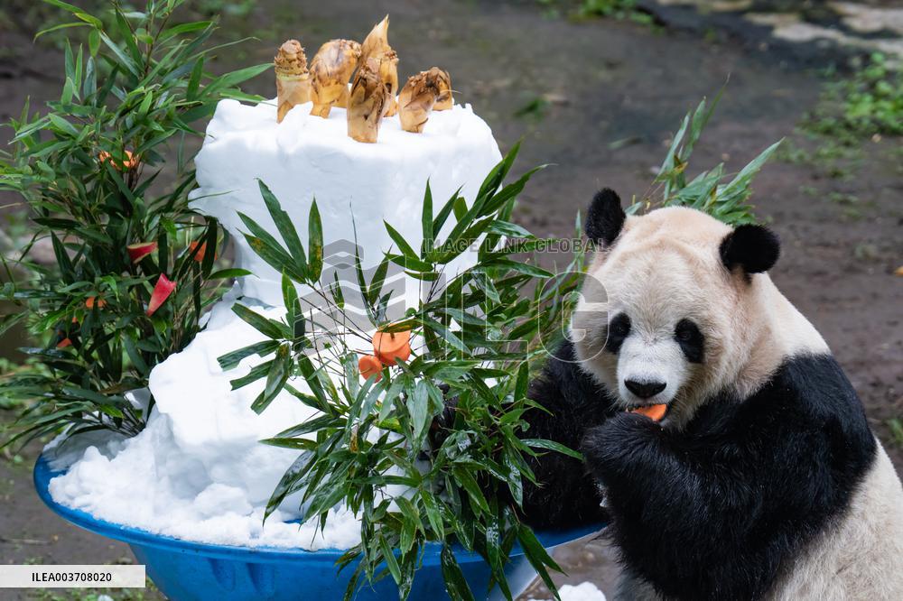 Giant Panda
