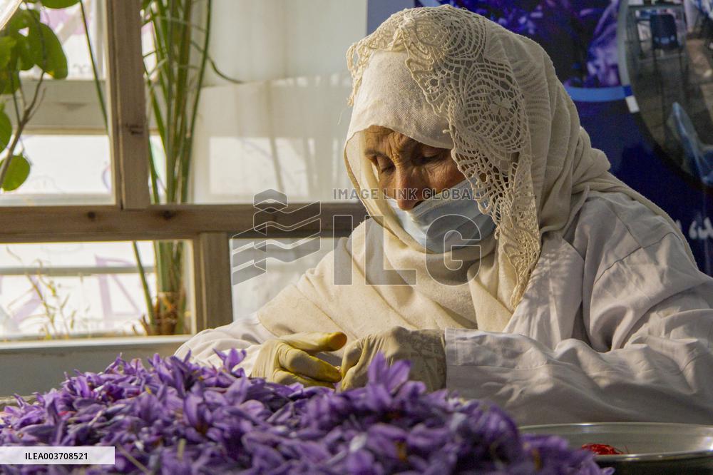 Saffron Harvest - Afghanistan