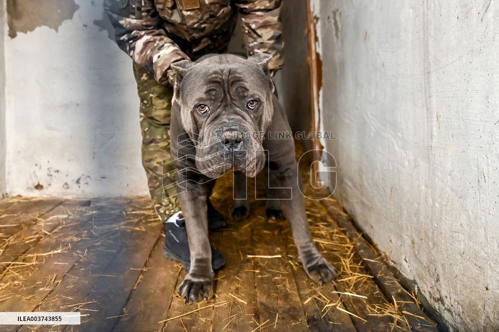 Dog training center of National Police in Zaporizhzhia
