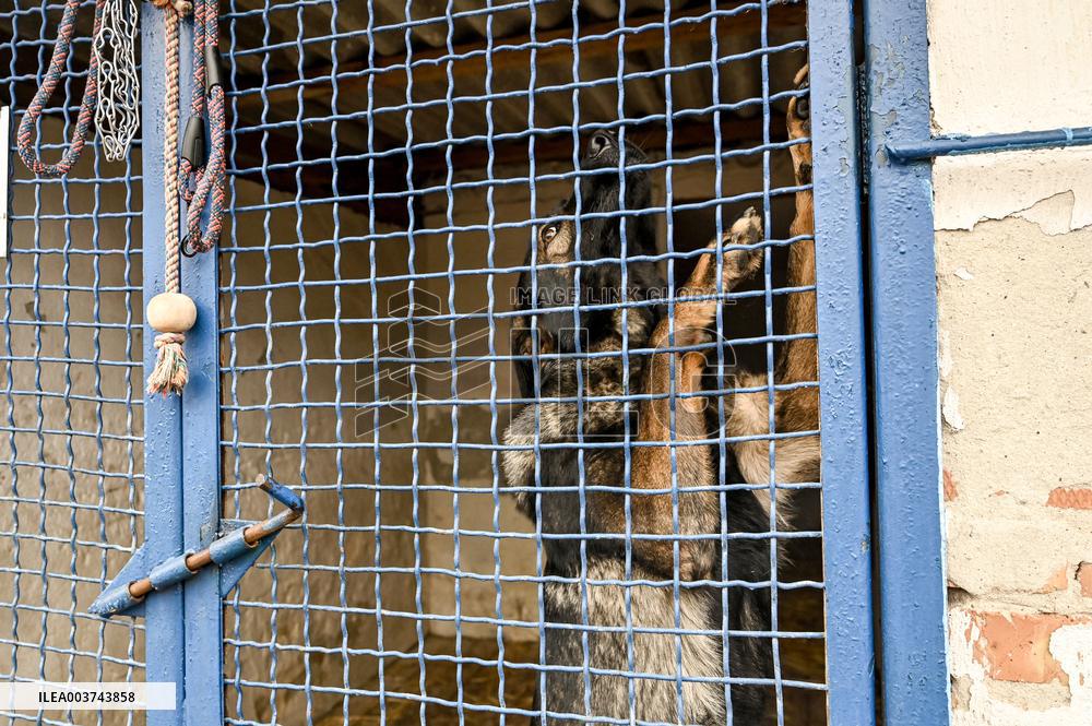 Dog training center of National Police in Zaporizhzhia