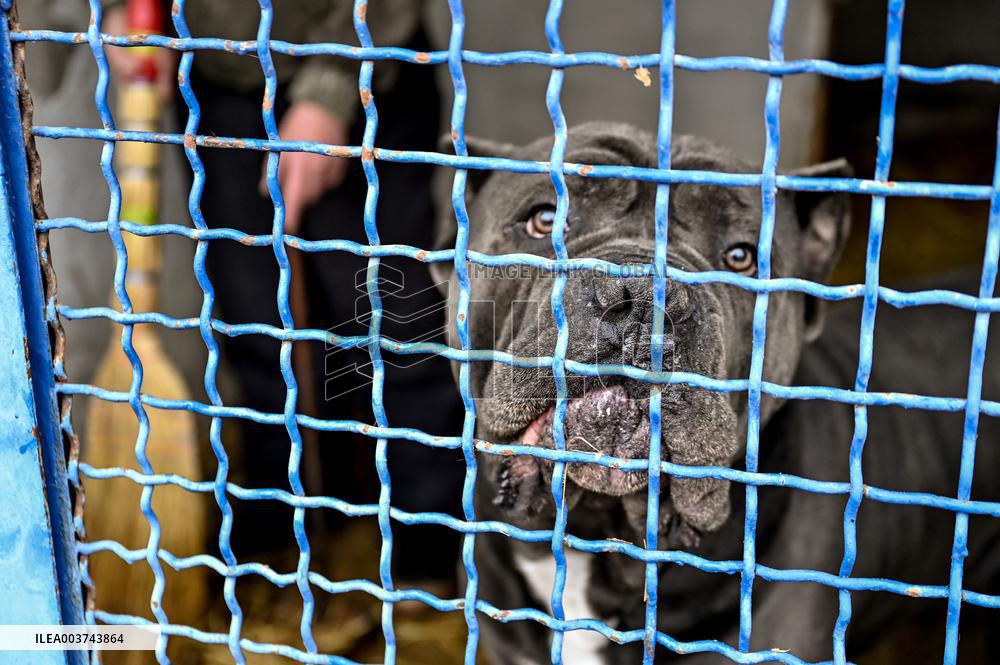 Dog training center of National Police in Zaporizhzhia