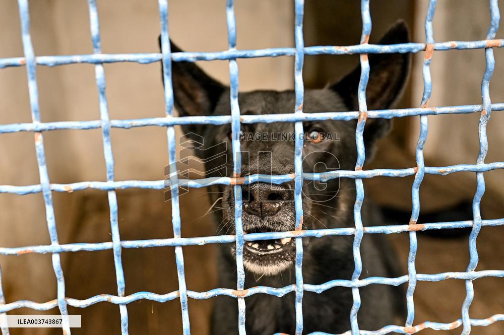 Dog training center of National Police in Zaporizhzhia