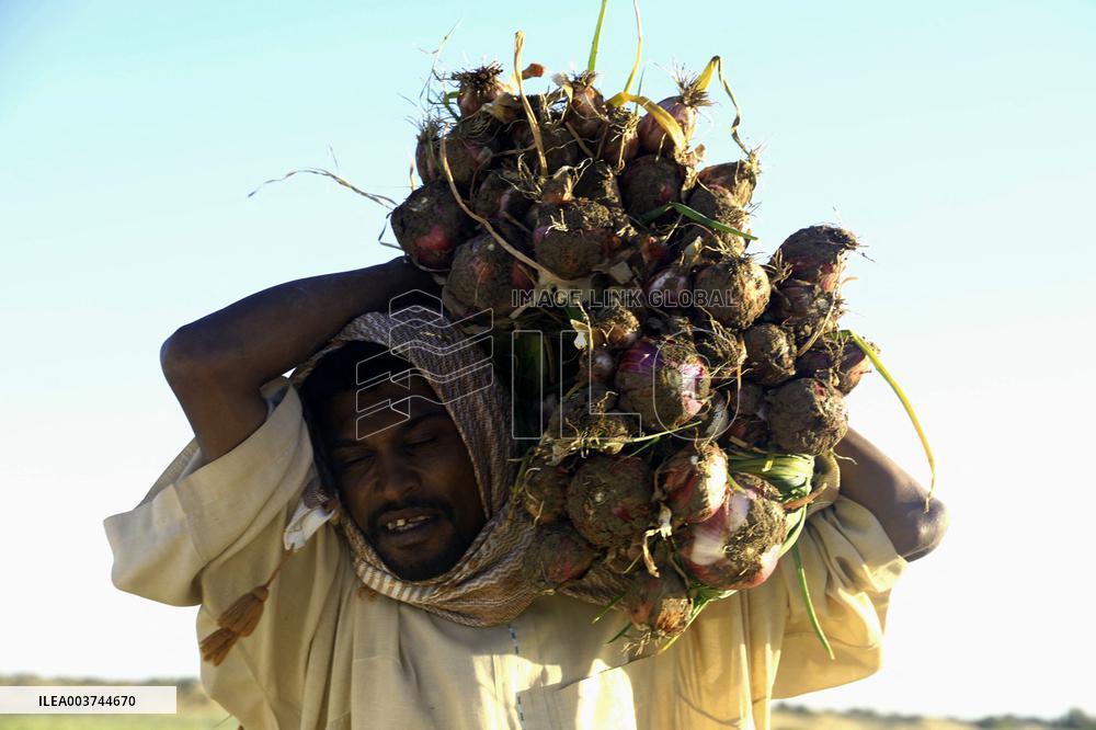 Onion Harvest in Dongola - Sudan