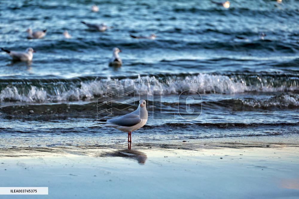 Odesa on December 14, 2024