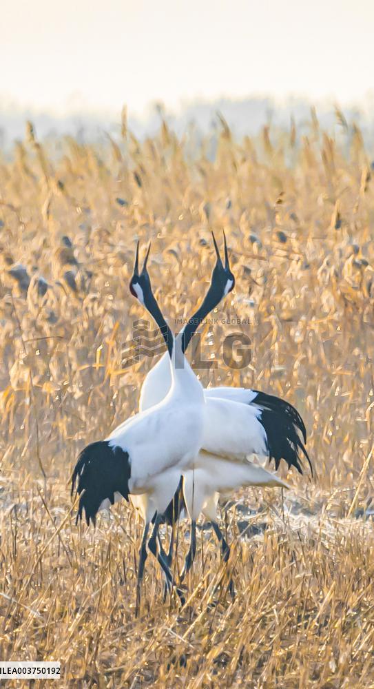 Wetland Rare Birds National Nature Reserve in Yancheng