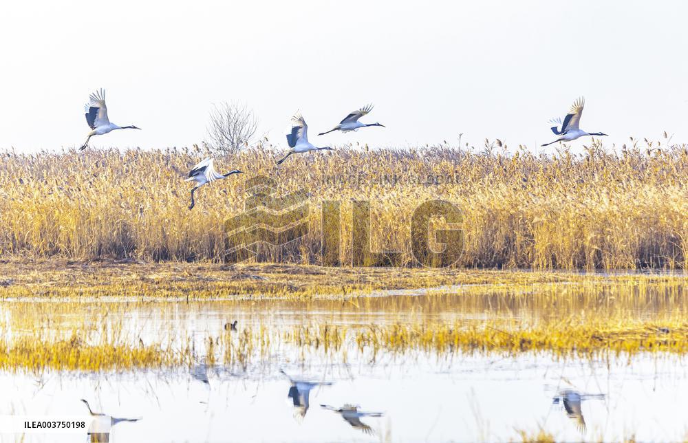Wetland Rare Birds National Nature Reserve in Yancheng