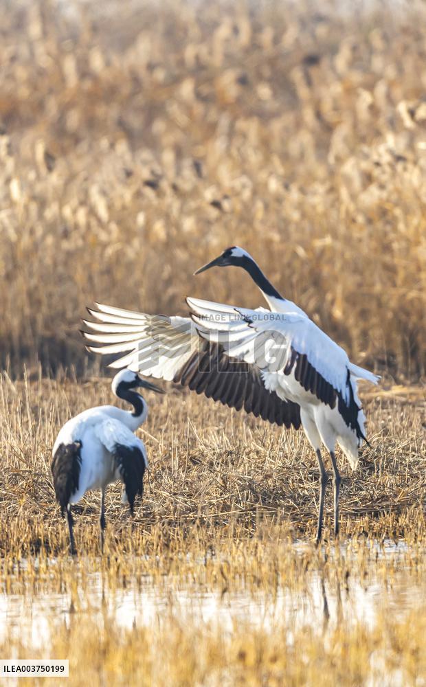 Wetland Rare Birds National Nature Reserve in Yancheng