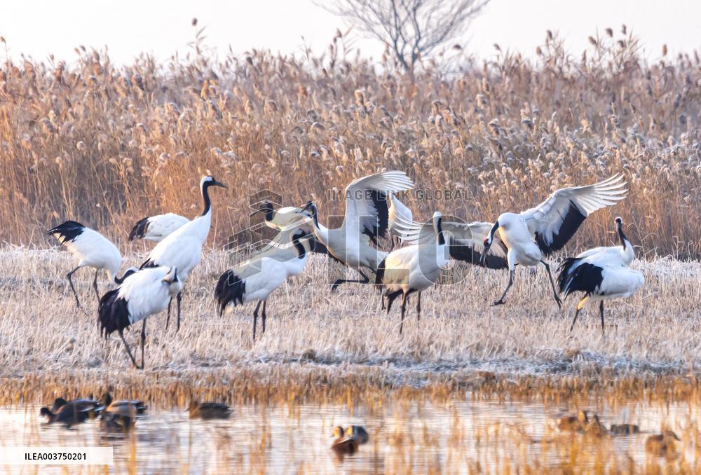 Wetland Rare Birds National Nature Reserve in Yancheng
