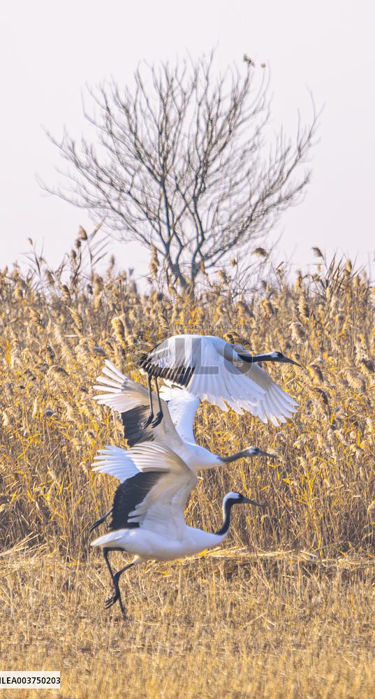 Wetland Rare Birds National Nature Reserve in Yancheng