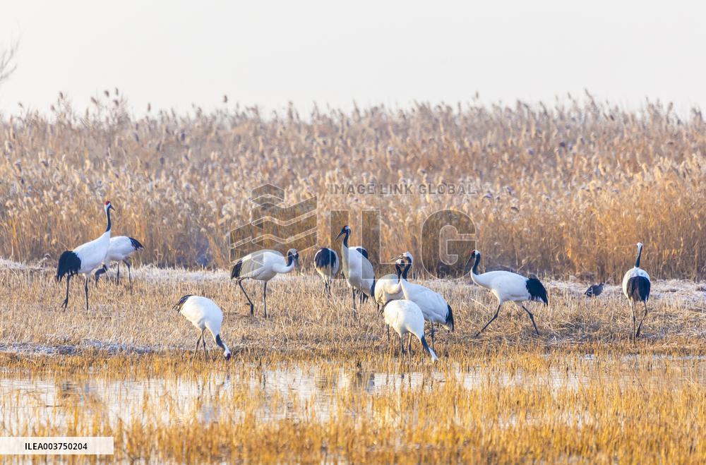 Wetland Rare Birds National Nature Reserve in Yancheng