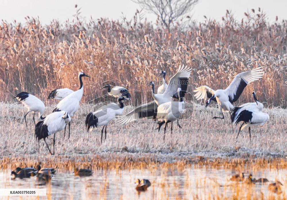 Wetland Rare Birds National Nature Reserve in Yancheng