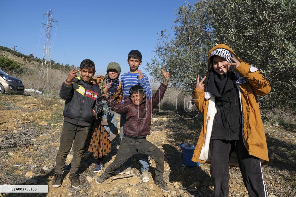 Syrian Refugee Children Picking Olives - Southern Lebanon