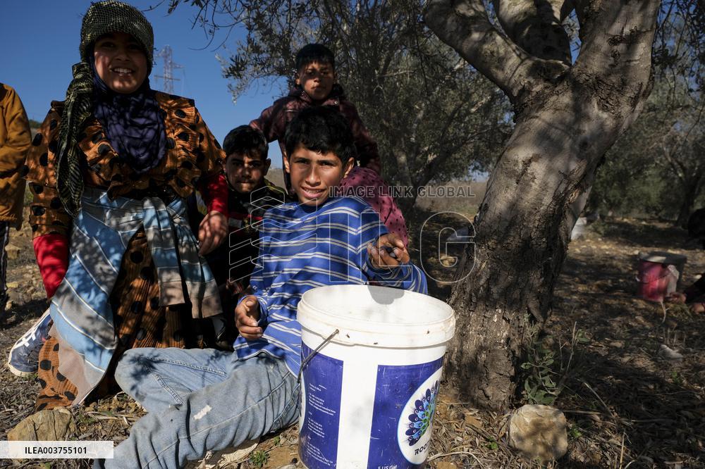 Syrian Refugee Children Picking Olives - Southern Lebanon