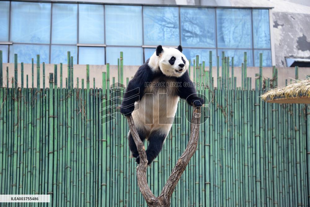 Giant Panda Play at Beijing Zoo