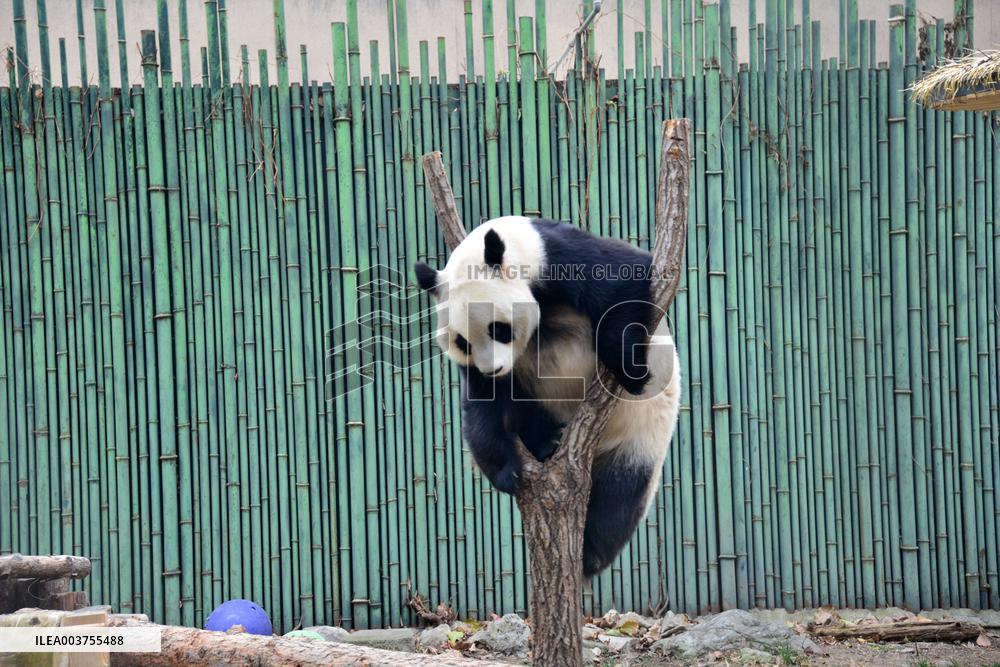 Giant Panda Play at Beijing Zoo