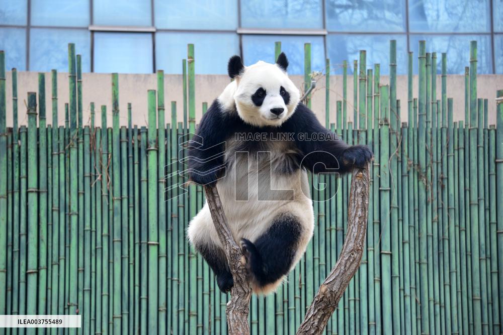 Giant Panda Play at Beijing Zoo
