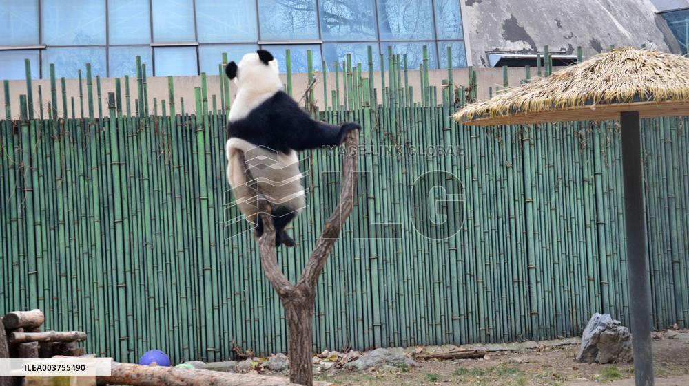 Giant Panda Play at Beijing Zoo