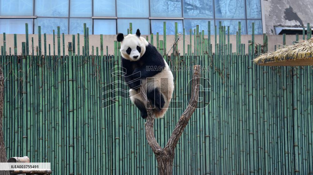 Giant Panda Play at Beijing Zoo