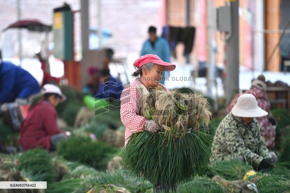 Rural Women Employment in Liuzhou - China -
