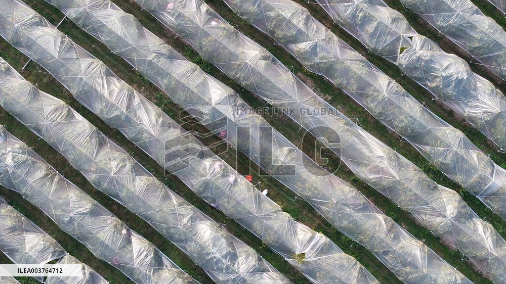 An Orange Orchard Covered With Agricultural Film to Cope With Low Temperature Weather in Liuzhou