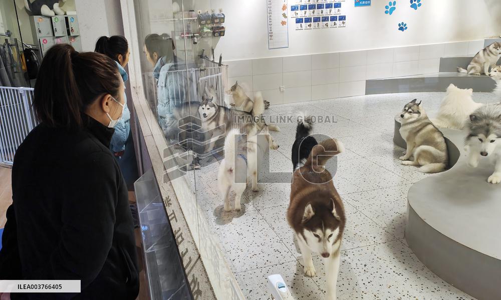 An Interactive Pet Experience Pavilion in Shanghai