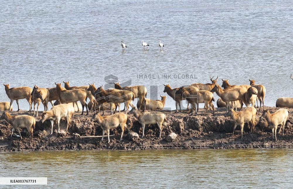 Elks In Dafeng District of Yancheng City - China