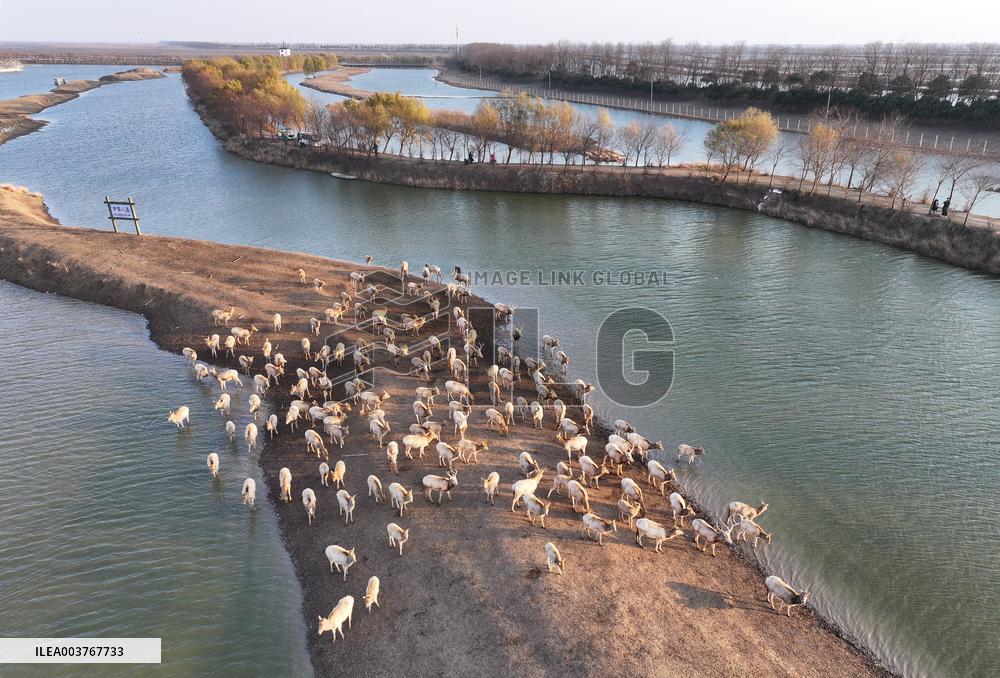 Elks In Dafeng District of Yancheng City - China
