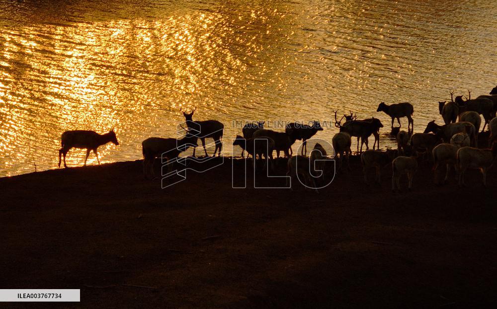 Elks In Dafeng District of Yancheng City - China