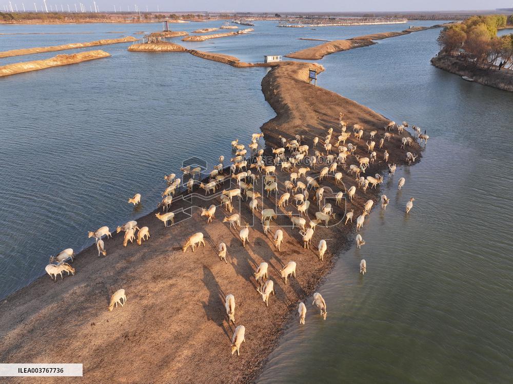 Elks In Dafeng District of Yancheng City - China