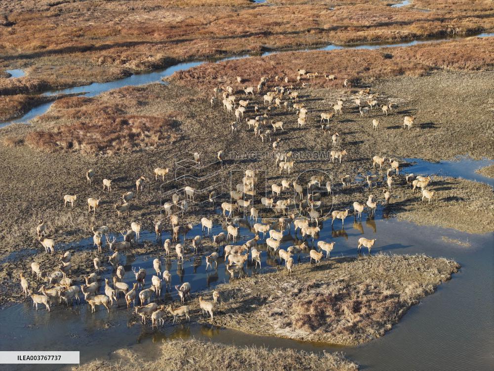 Elks In Dafeng District of Yancheng City - China