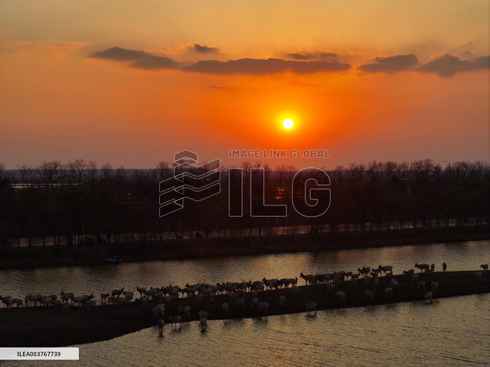 Elks In Dafeng District of Yancheng City - China