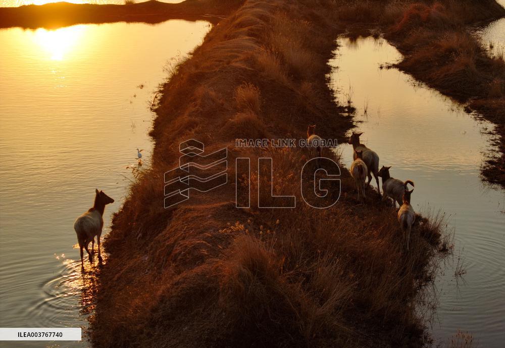 Elks In Dafeng District of Yancheng City - China