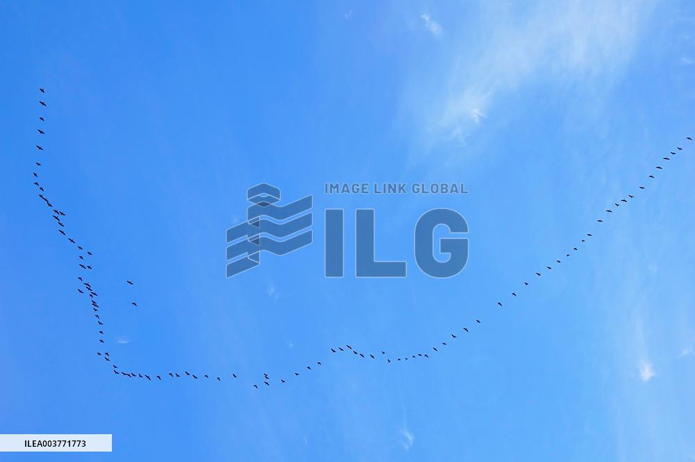 Wild Geese Change Formations in The Sky in Qingdao