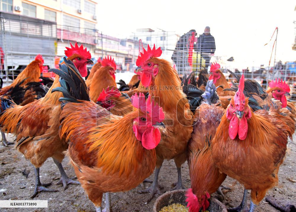 A Livestock and Poultry Market in Zaozhuang