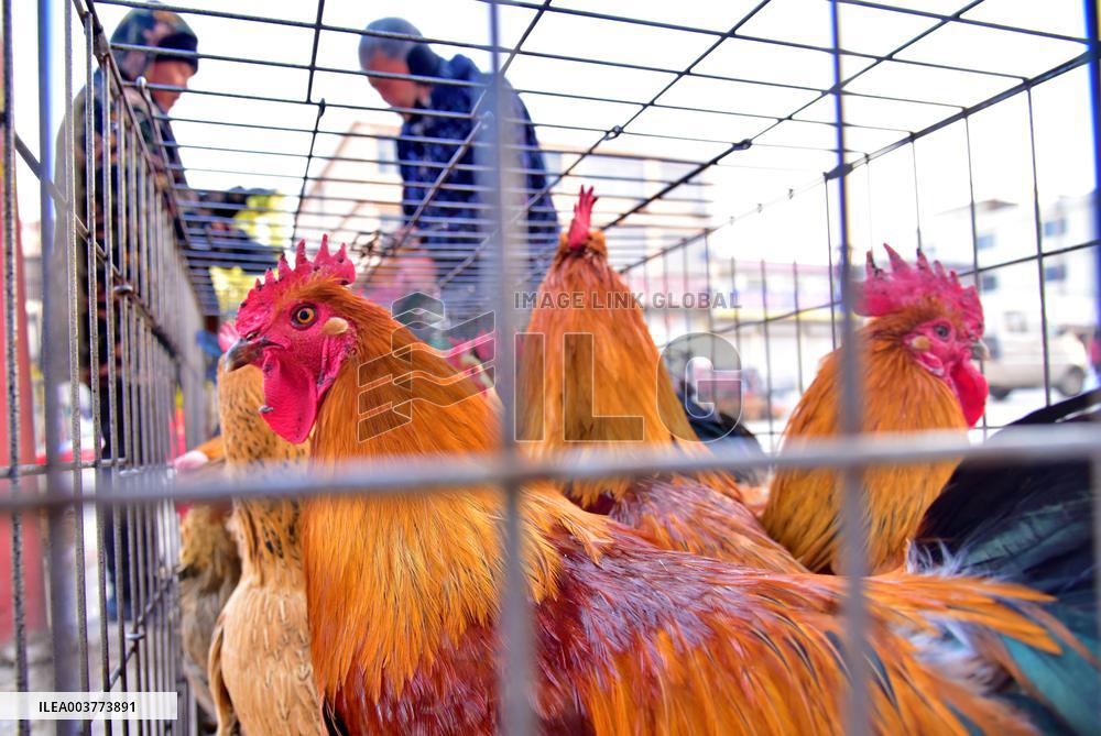 A Livestock and Poultry Market in Zaozhuang