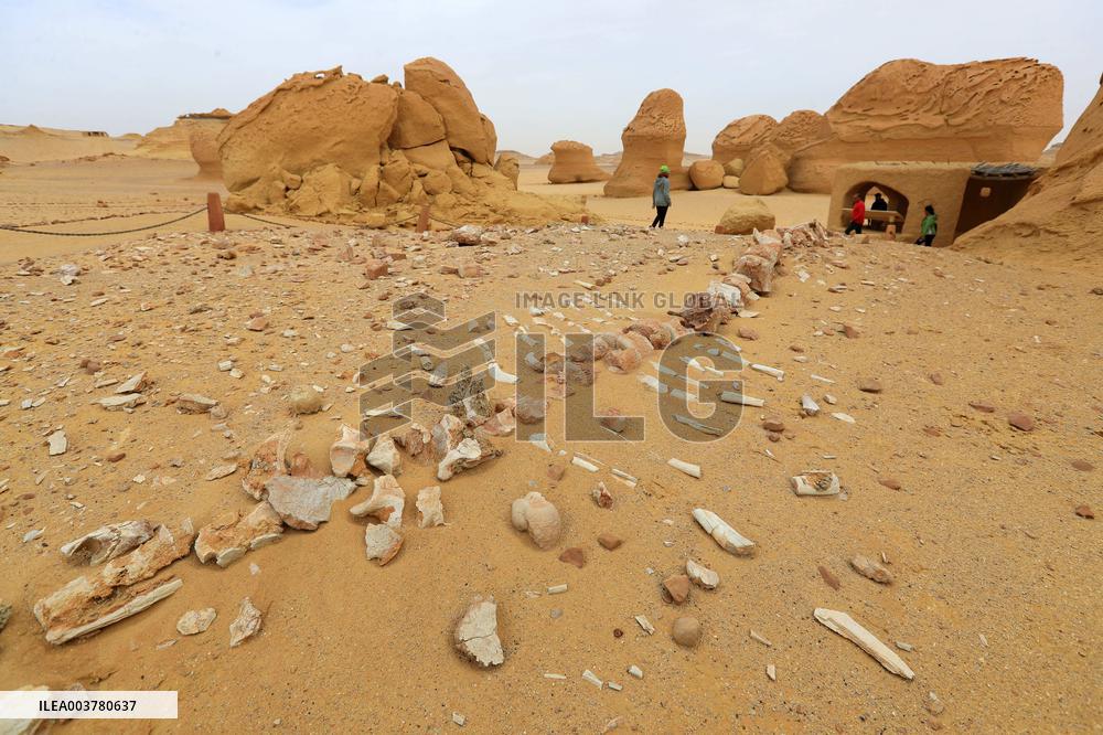 World Heritage Site Whale Valley - Egypt