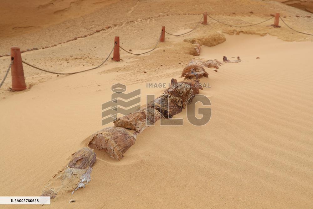 World Heritage Site Whale Valley - Egypt