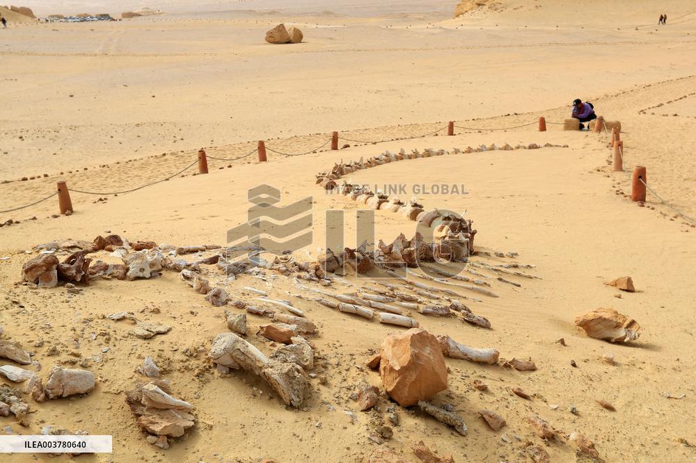 World Heritage Site Whale Valley - Egypt