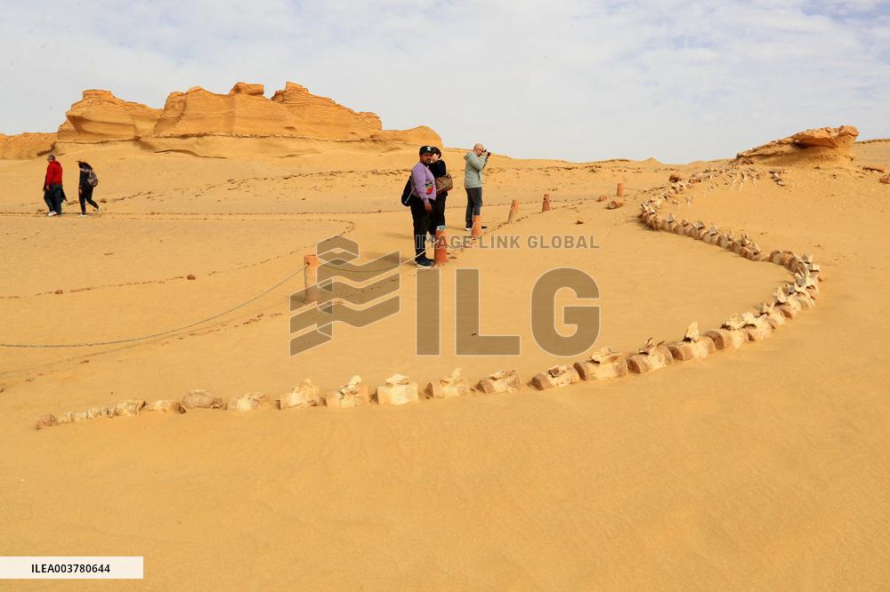 World Heritage Site Whale Valley - Egypt
