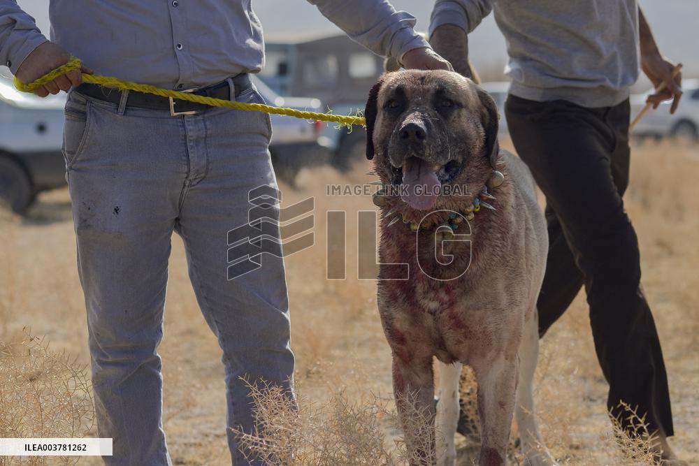 Dogfight Competition - Azerbaijan