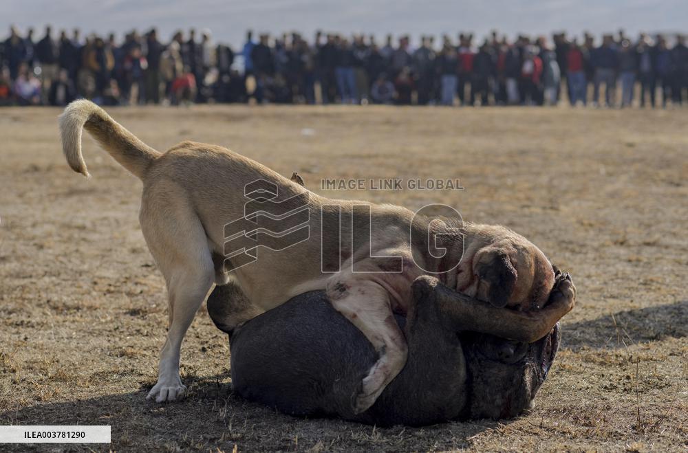 Dogfight Competition - Azerbaijan