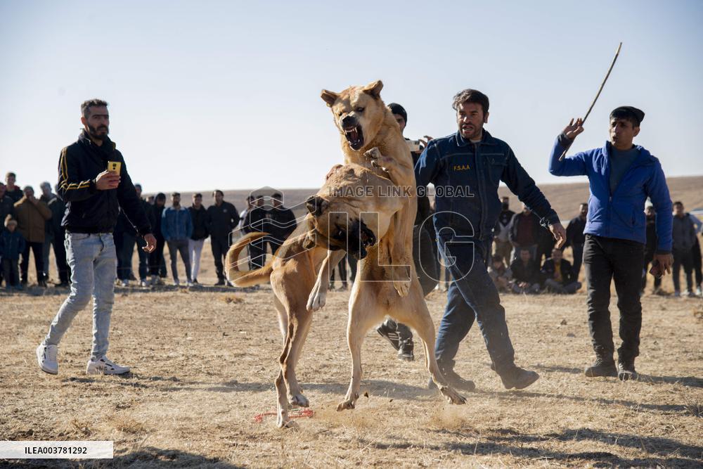 Dogfight Competition - Azerbaijan