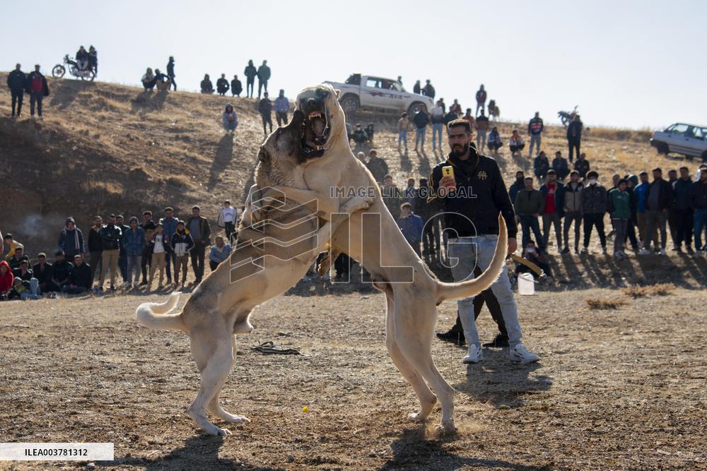 Dogfight Competition - Azerbaijan